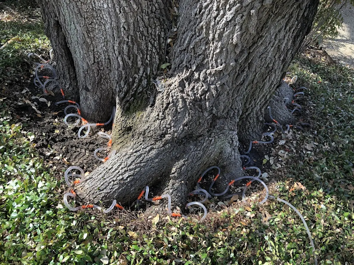 Detailed Tree Cabling and Bracing job site in Huntingdon Valley
