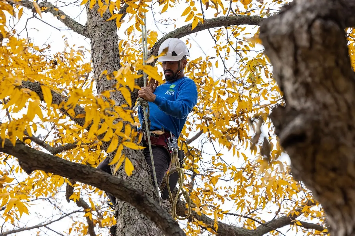 Skilled Tree Pruning crew working in Huntingdon Valley