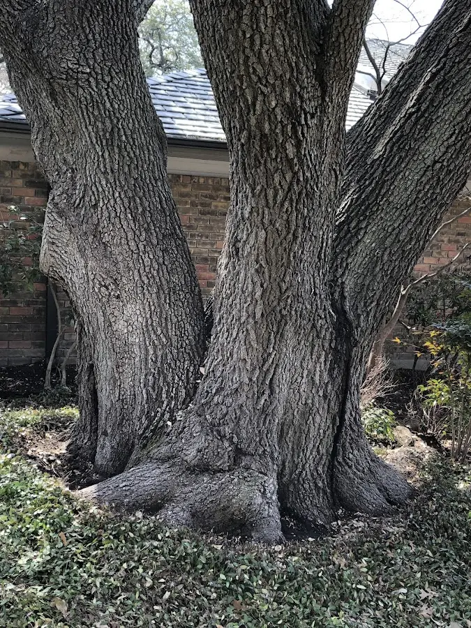 Mature heritage tree close to a Huntingdon Valley property cared for by certified arborists